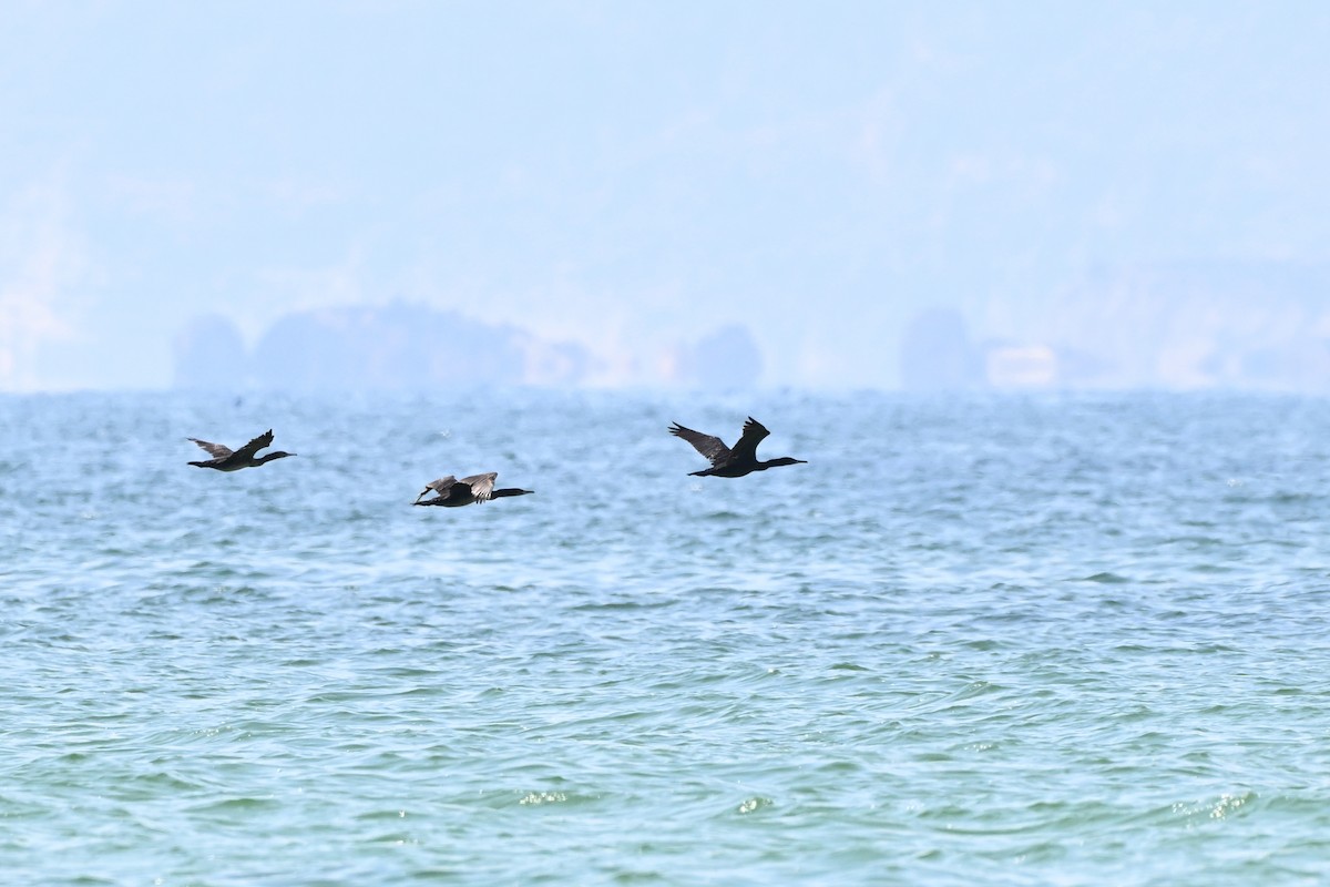 Socotra Cormorant - ML647816491