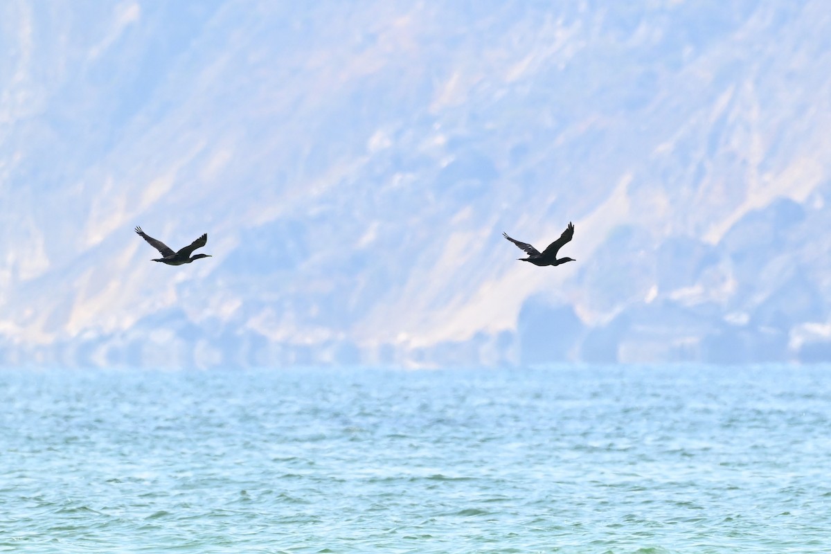 Socotra Cormorant - ML647816492