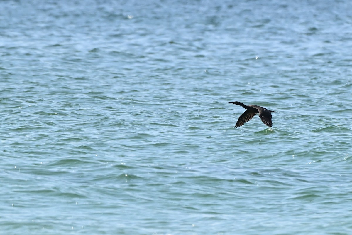 Socotra Cormorant - ML647816495