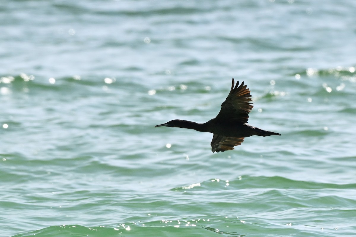 Socotra Cormorant - ML647816496