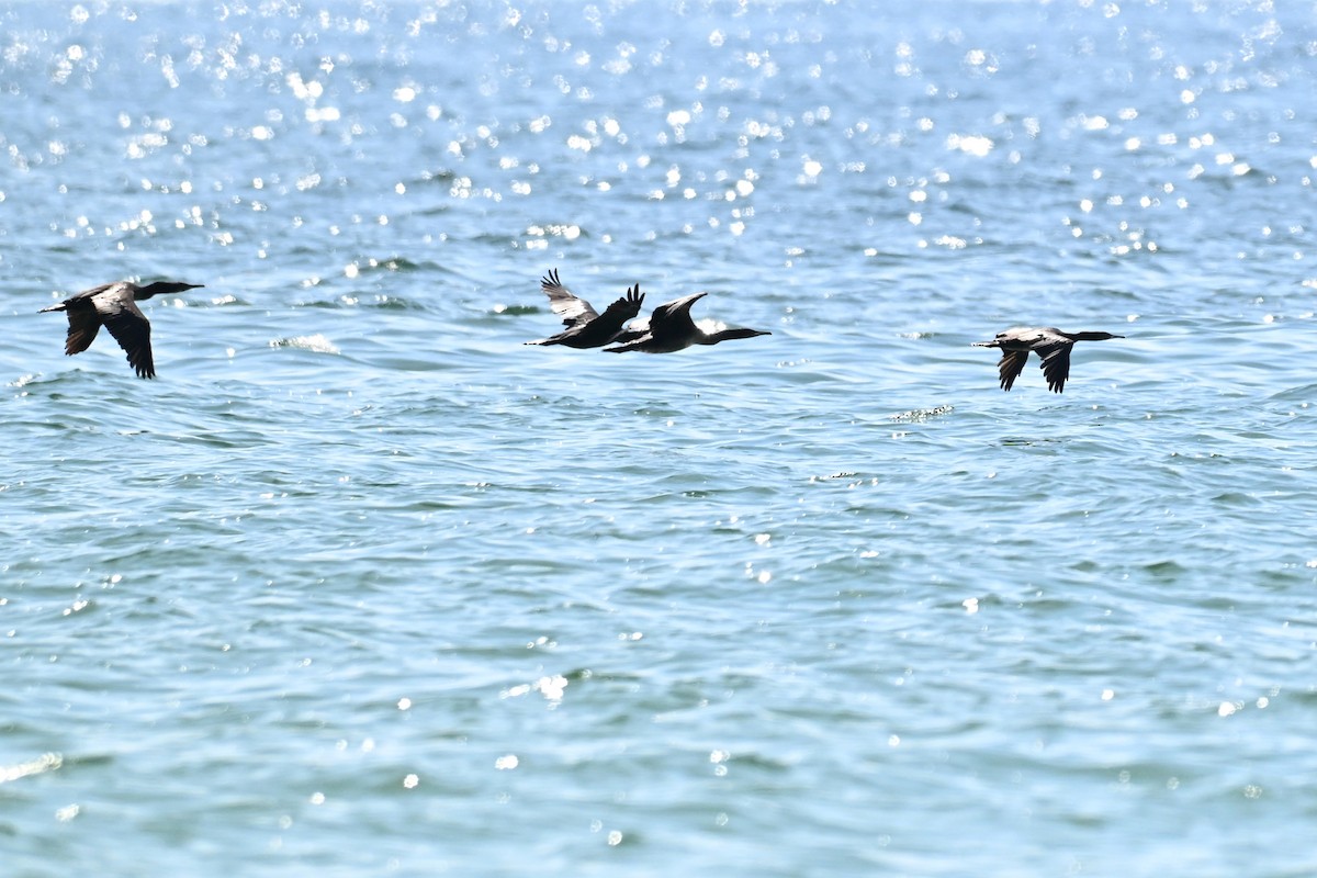 Socotra Cormorant - ML647816497