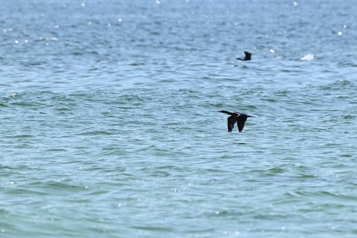 Socotra Cormorant - ML647816501