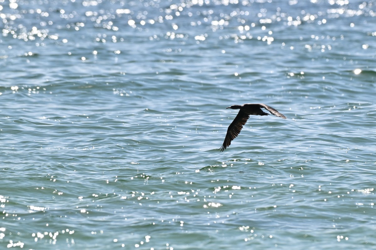 Socotra Cormorant - ML647816502