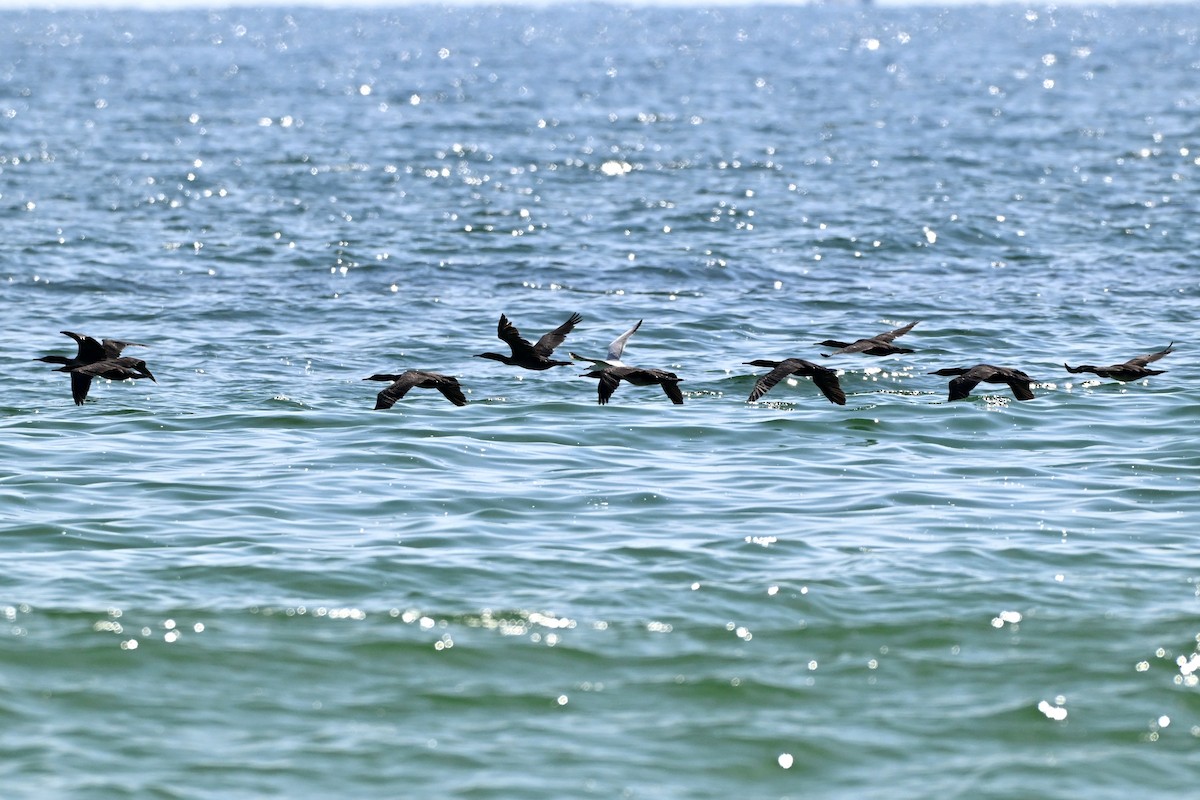 Socotra Cormorant - ML647816505