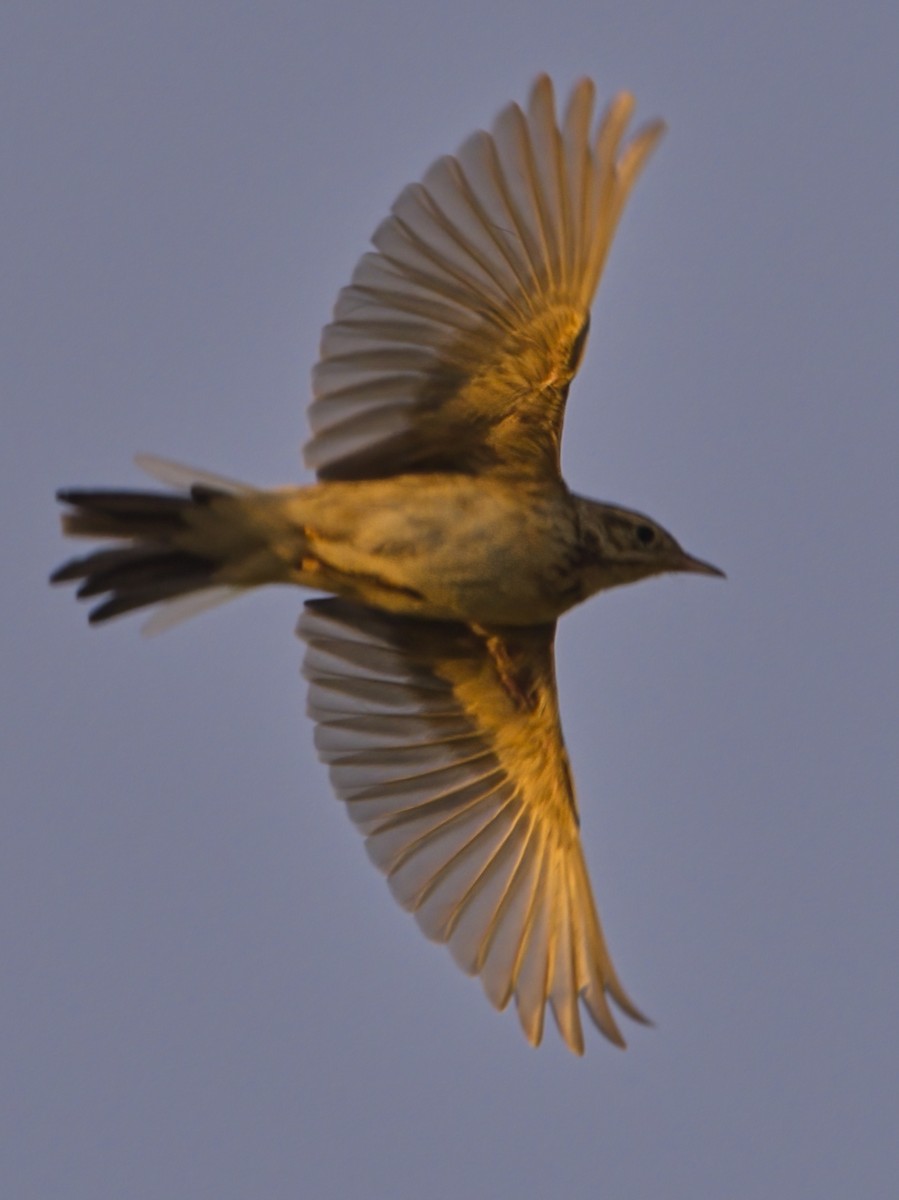 Степной конёк - ML647816507