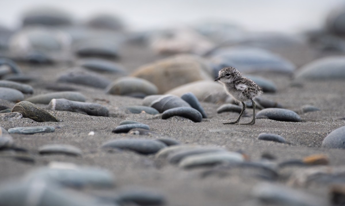 Double-banded Plover - ML647816515