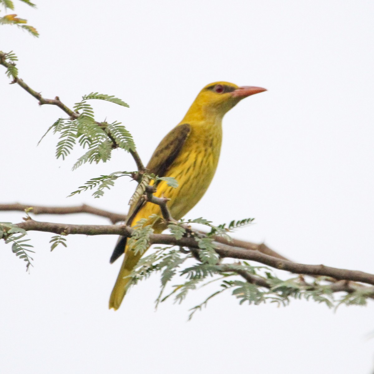 Loriot indien - ML647816544