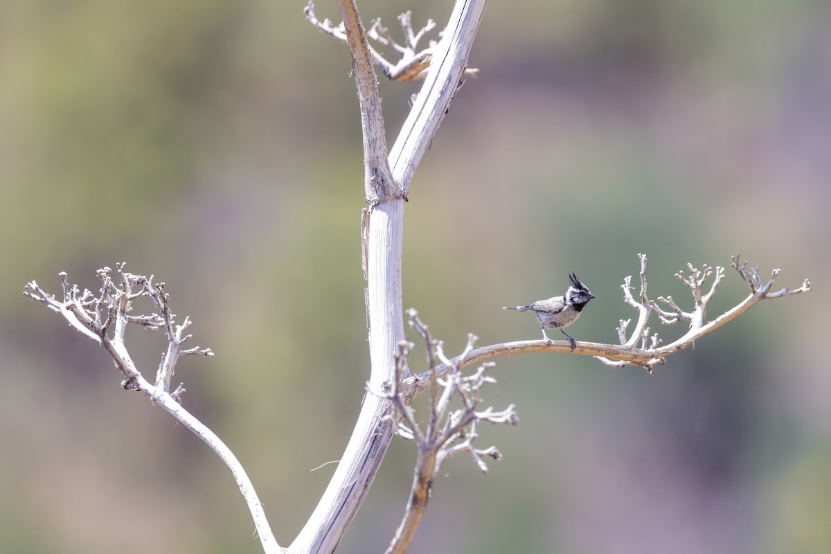 Bridled Titmouse - ML647816545