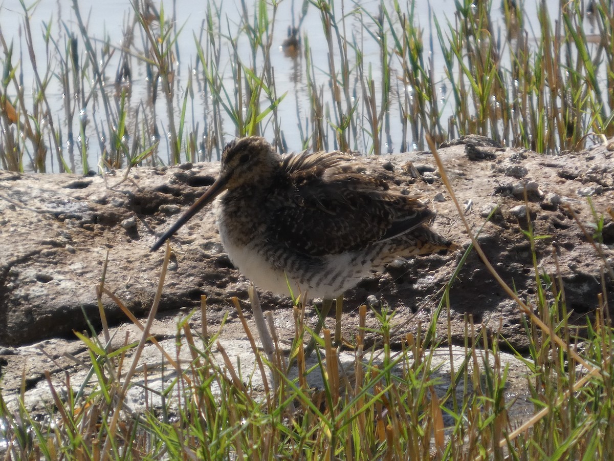 חרטומית ביצות - ML647816548