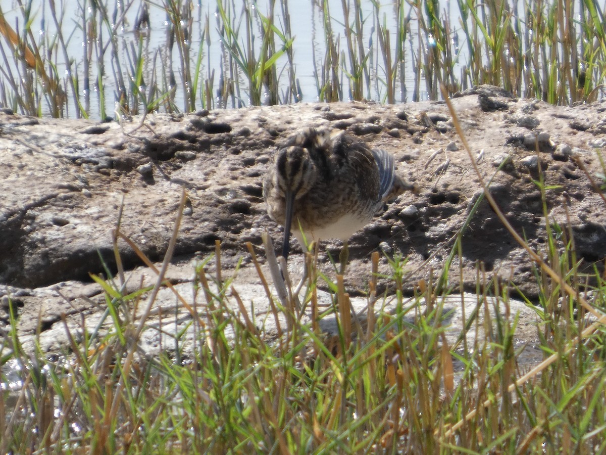 חרטומית ביצות - ML647816549