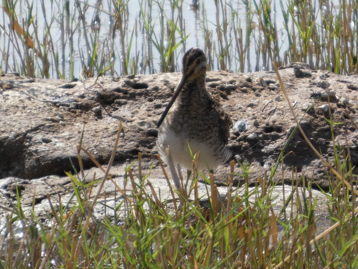 חרטומית ביצות - ML647816550