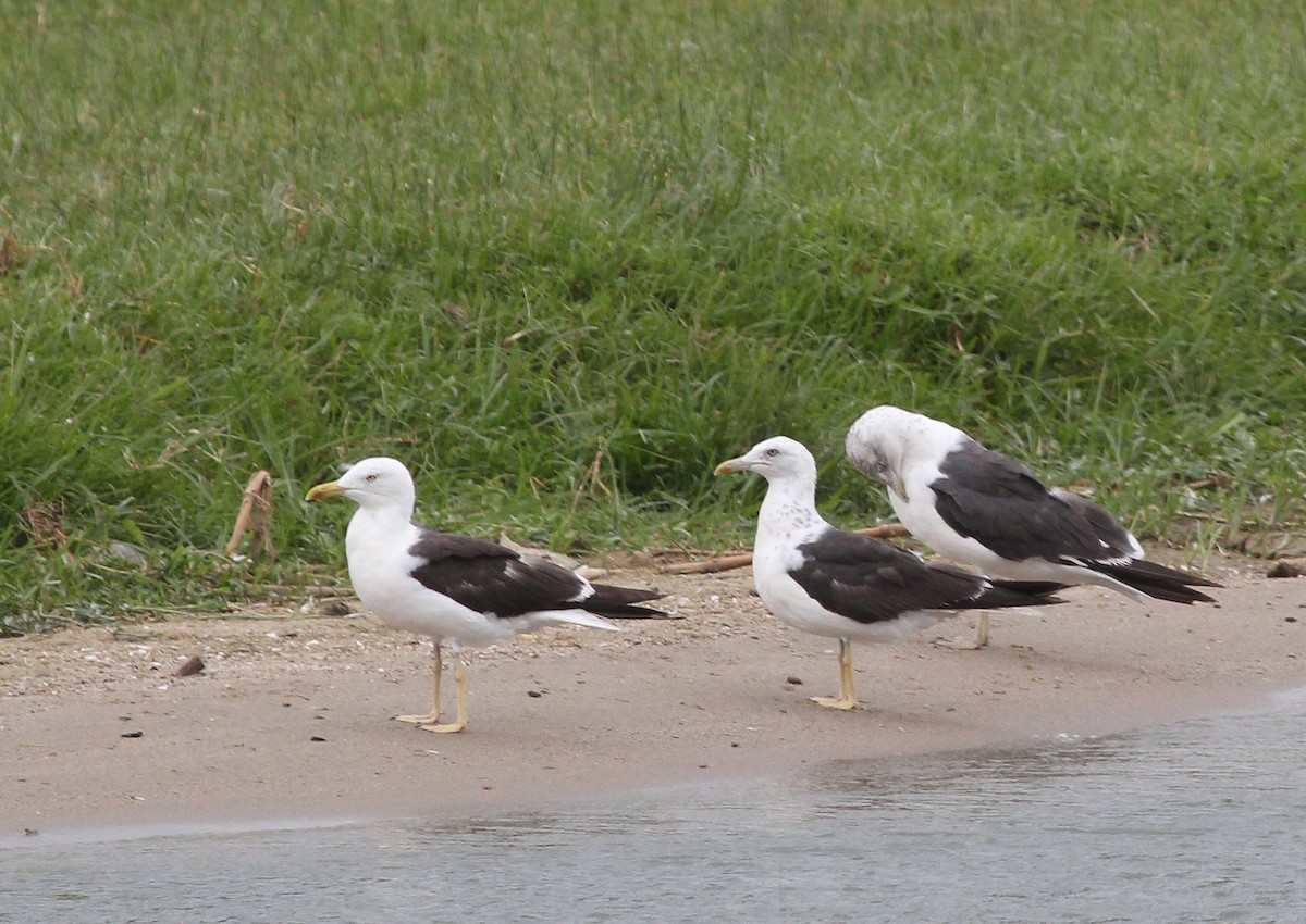 Lesser Black-backed Gull - ML647816585