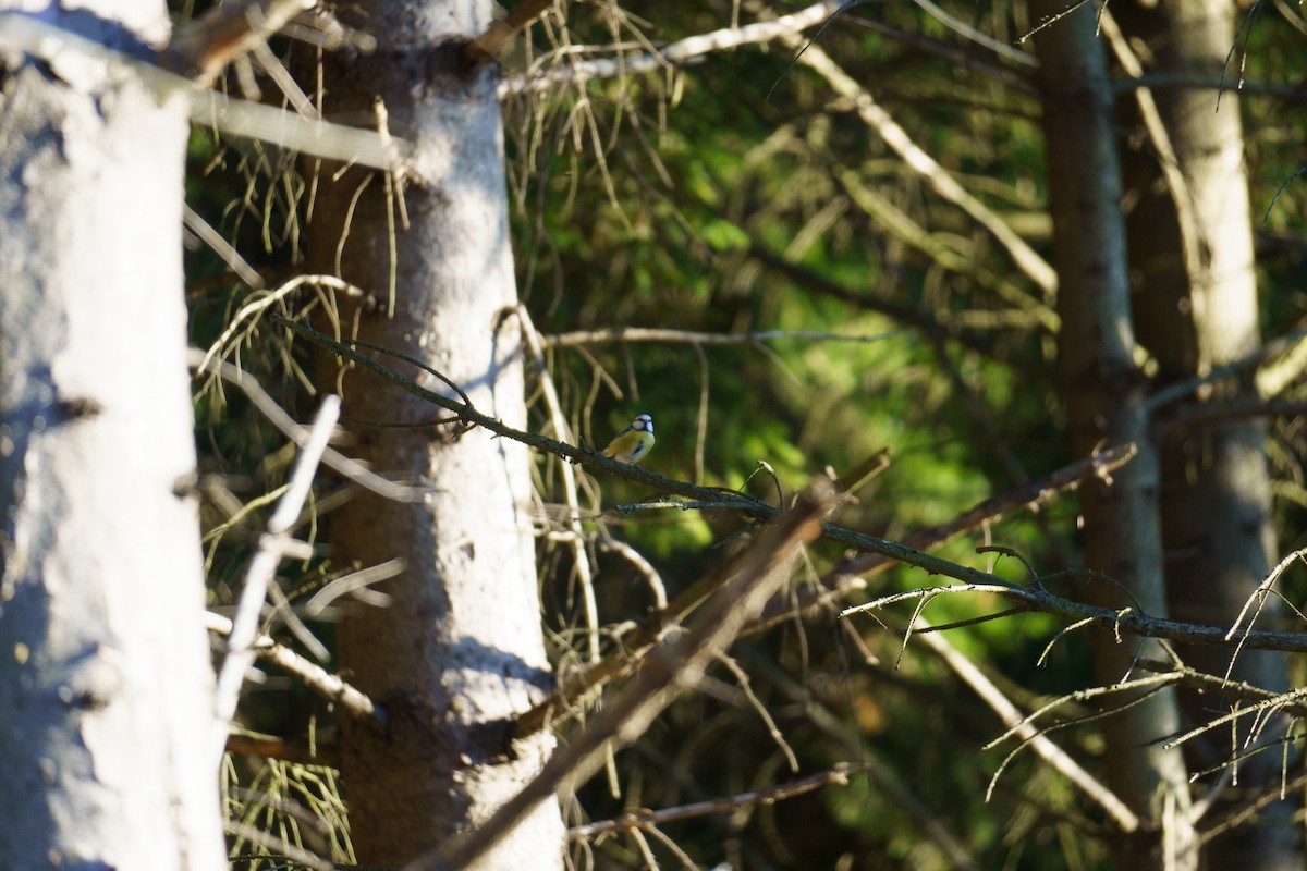 Eurasian Blue Tit - ML647816598