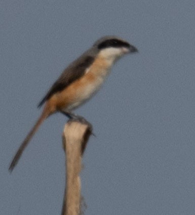 Gray-backed Shrike - ML647816614