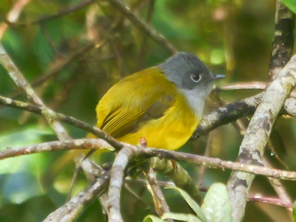 Сероголовая комароловка - ML647816616