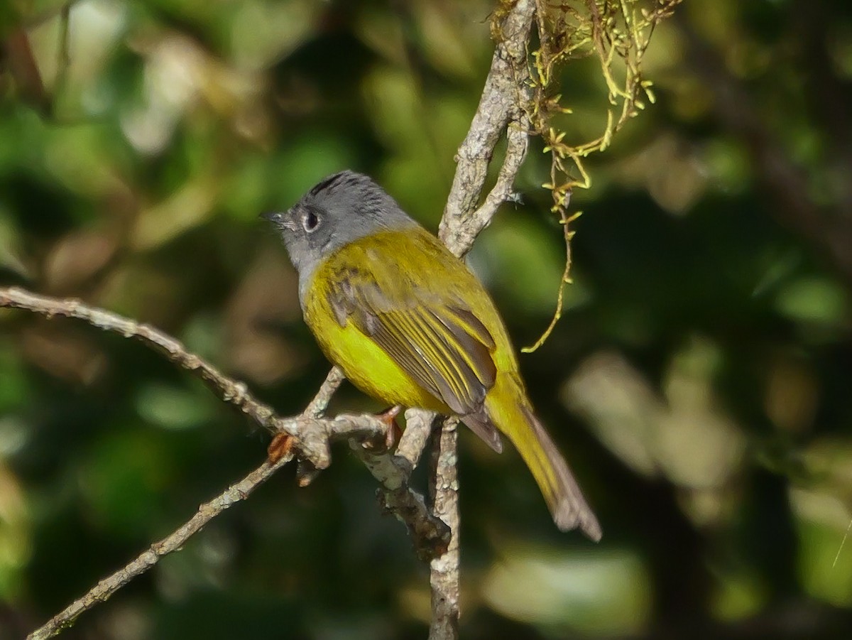 Сероголовая комароловка - ML647816617