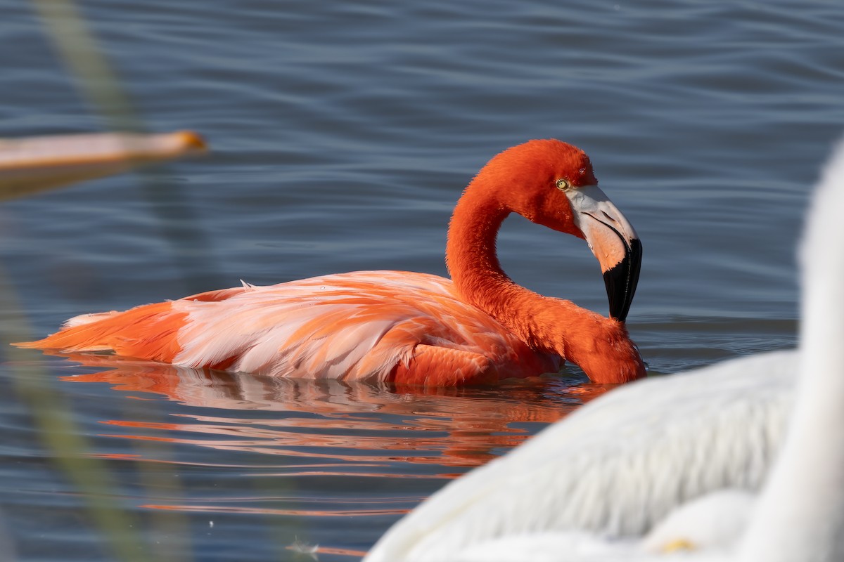American Flamingo - ML647816630