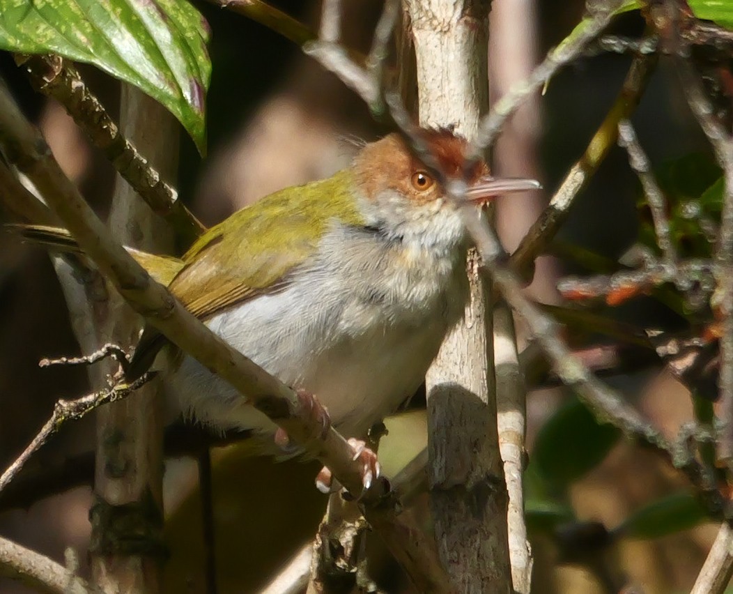 Common Tailorbird - ML647816652