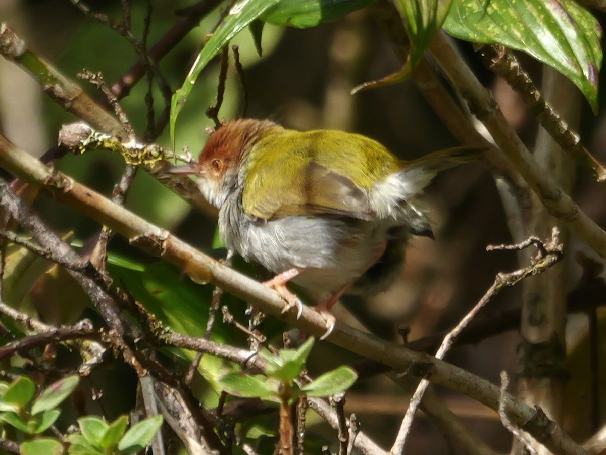 Common Tailorbird - ML647816653