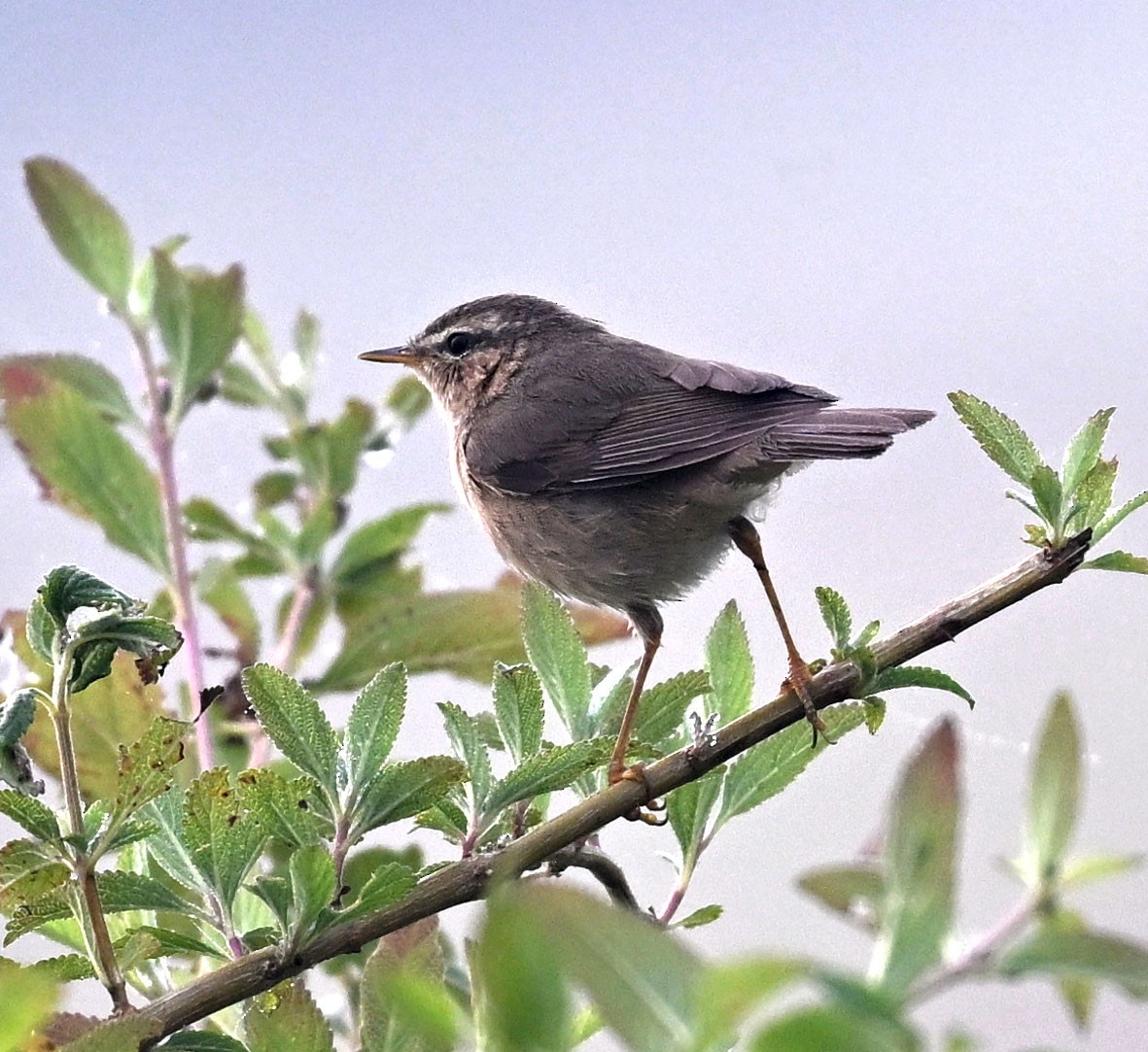 עלווית כהה - ML647816657