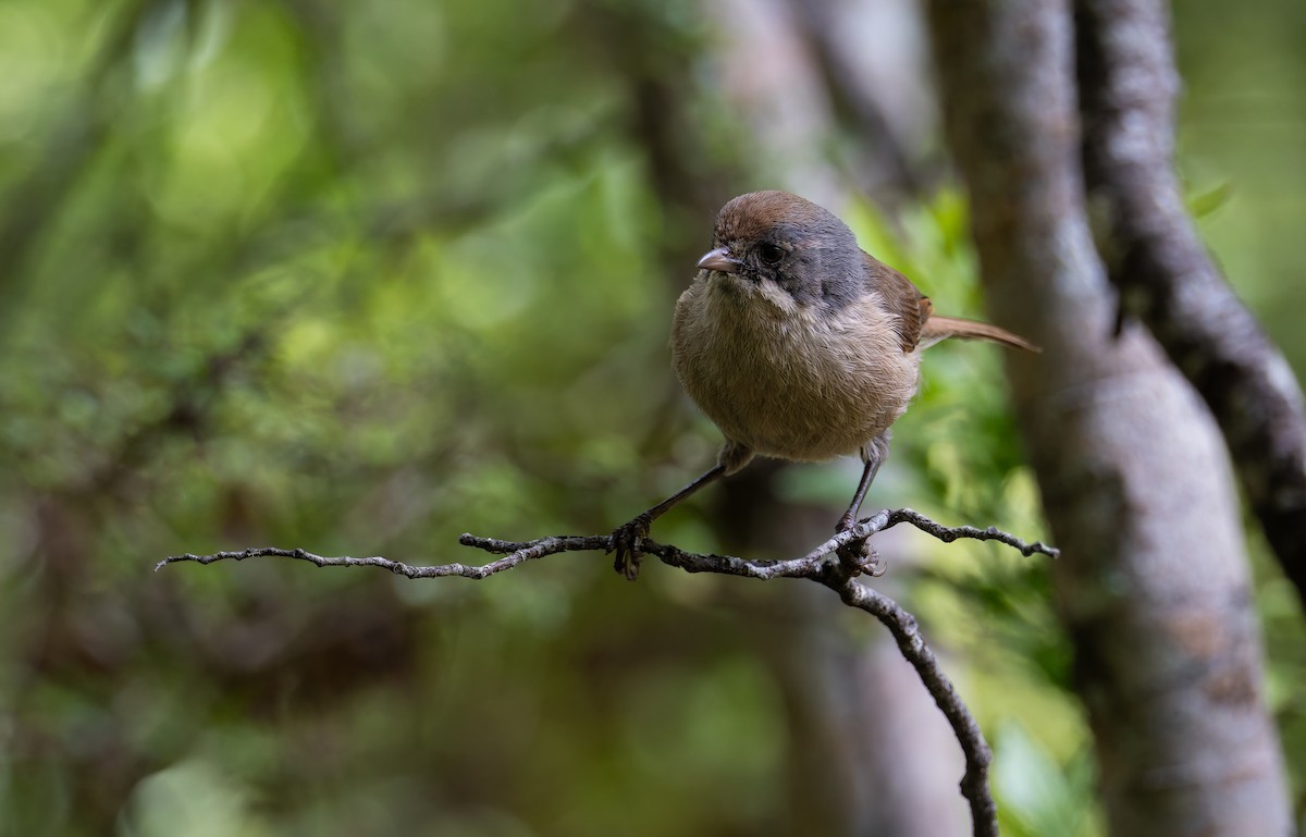 Pipipi - ML647816661