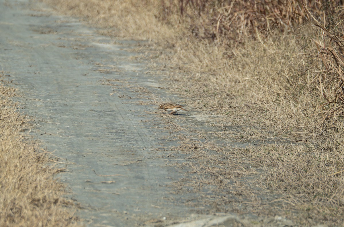 Feldlerche - ML647816686