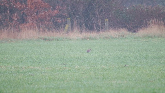 大杓鷸 - ML647816693