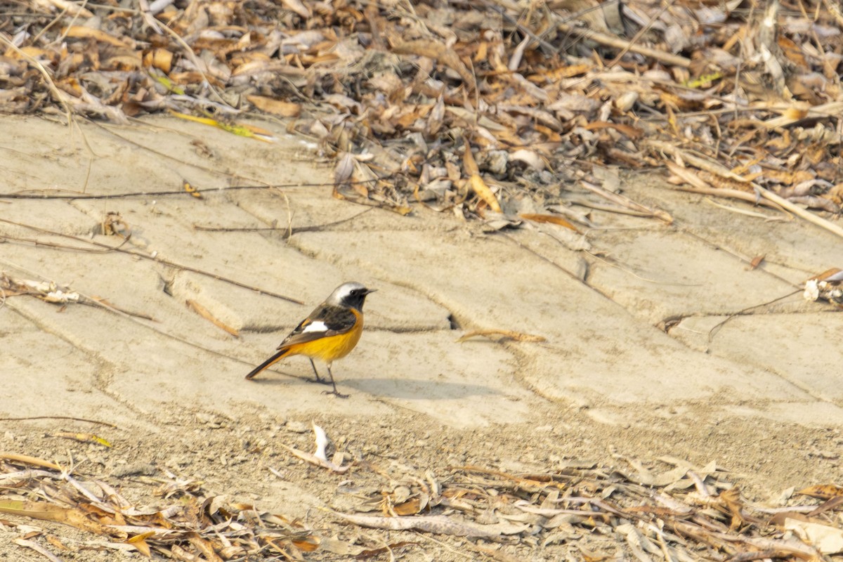 חכלילית סיבירית - ML647816699