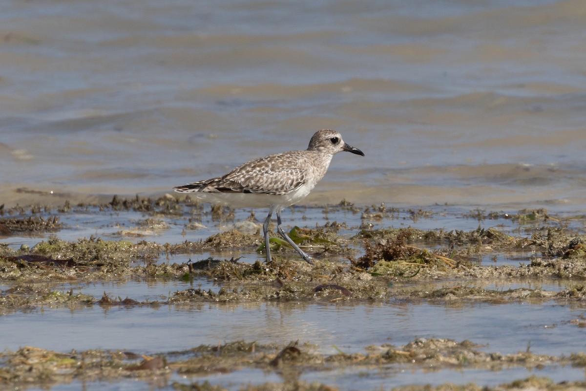 Chorlito Gris - ML647816701
