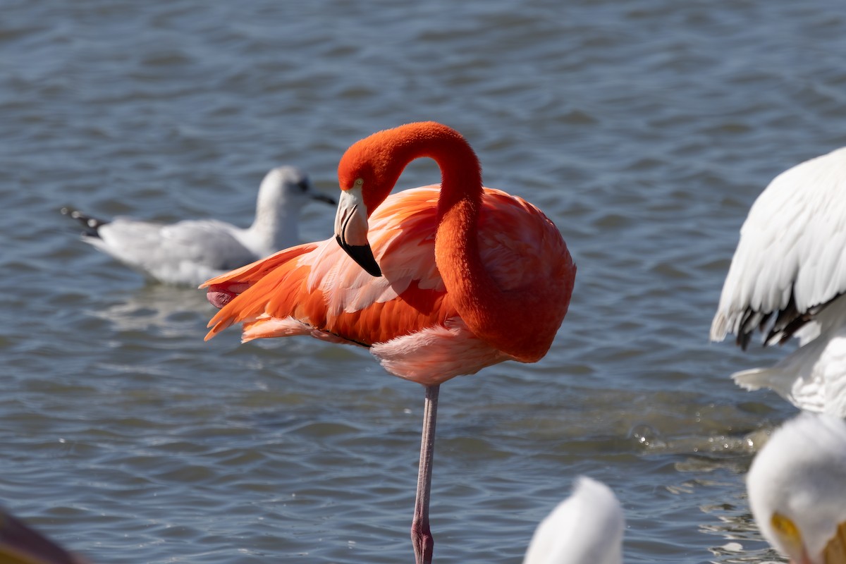American Flamingo - ML647816722