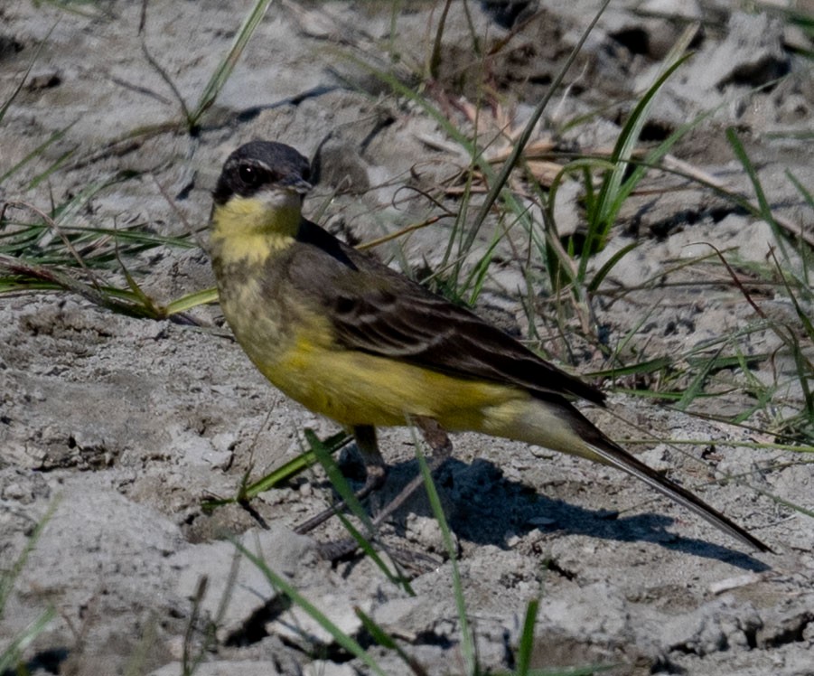 Tschuktschenstelze - ML647816737