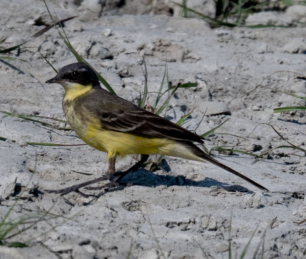 Tschuktschenstelze - ML647816738