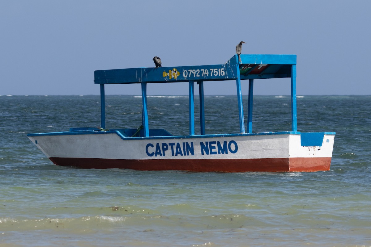 Riedscharbe - ML647816739