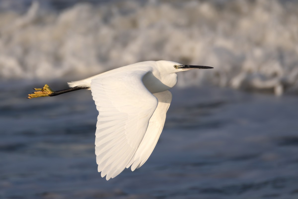 Seidenreiher - ML647816740