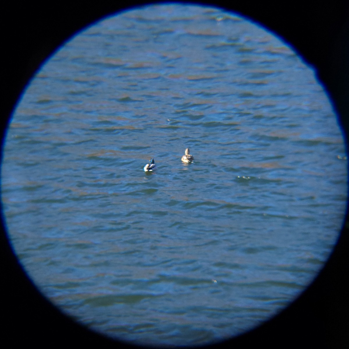 Stockente - ML647816741