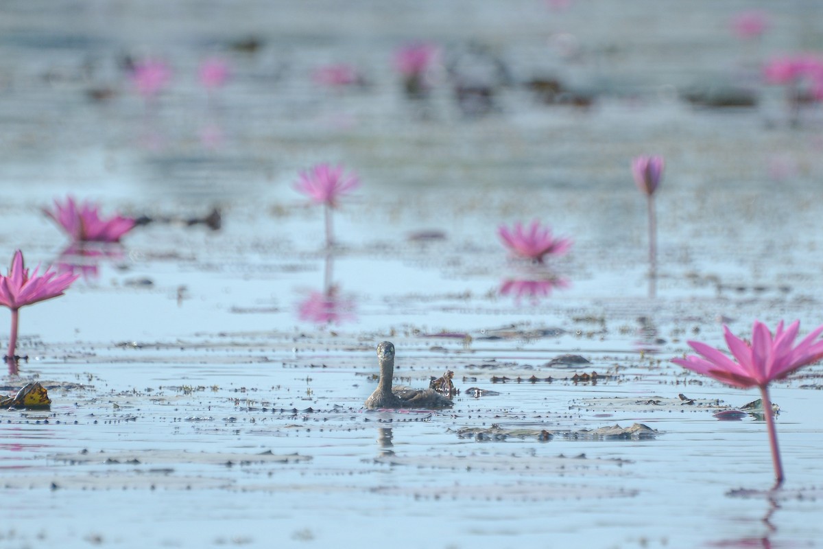 Zwergtaucher - ML647816743