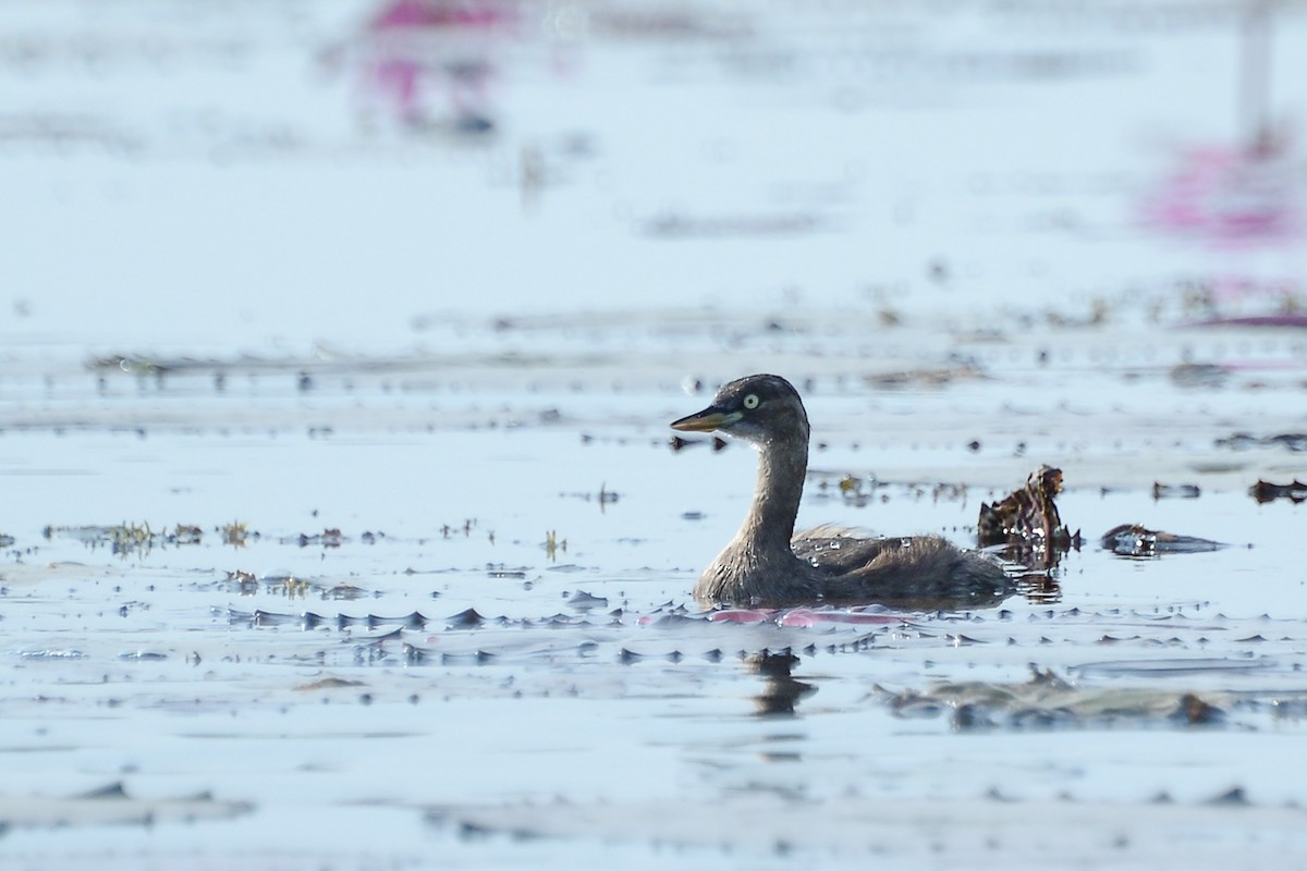 Zwergtaucher - ML647816744