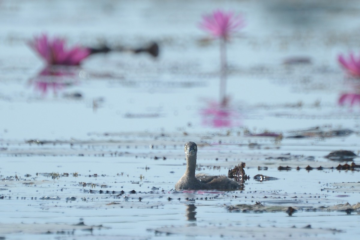 Zwergtaucher - ML647816745