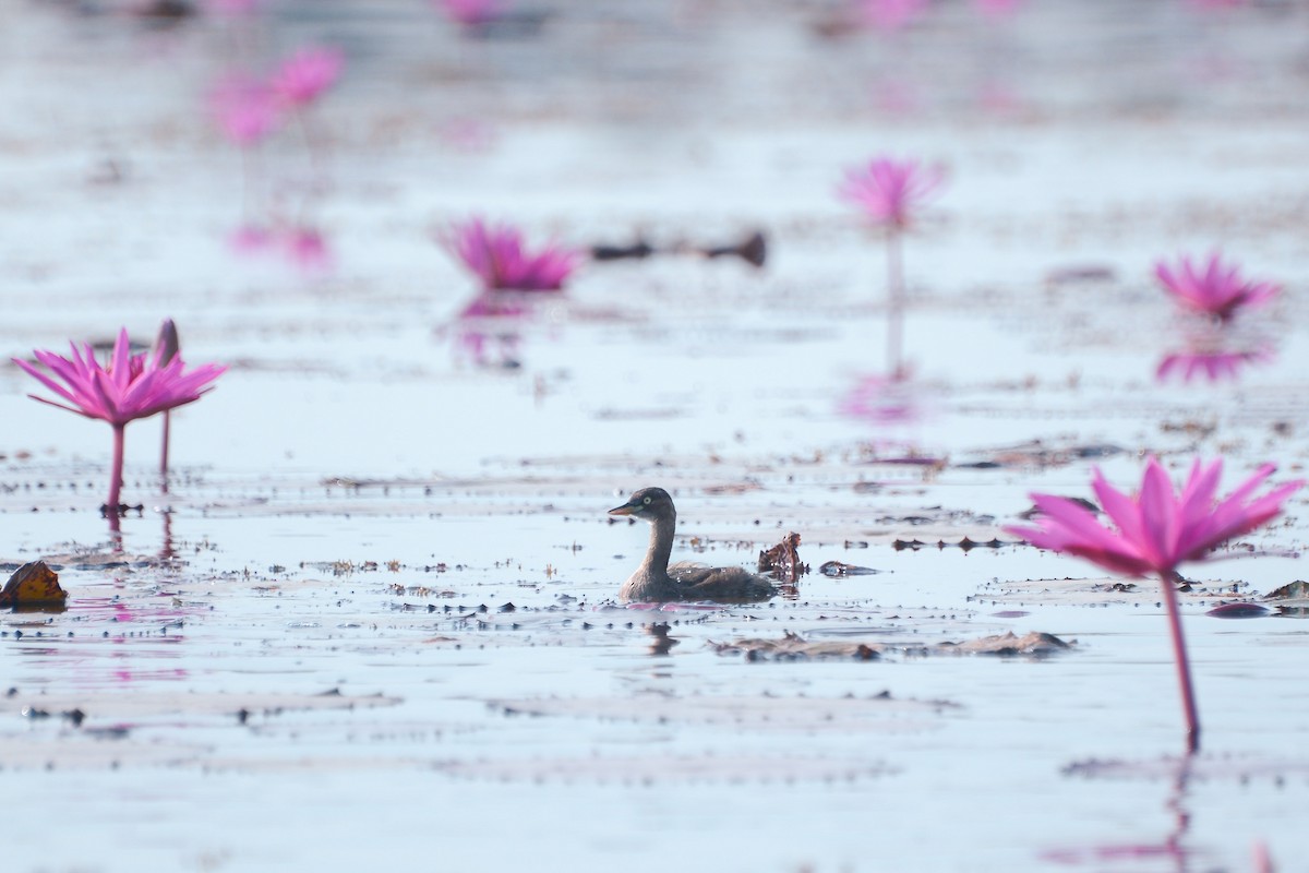 Zwergtaucher - ML647816746