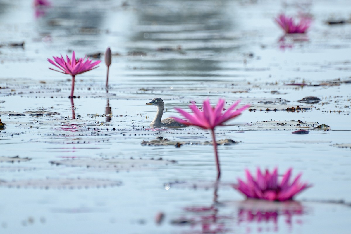 Zwergtaucher - ML647816747