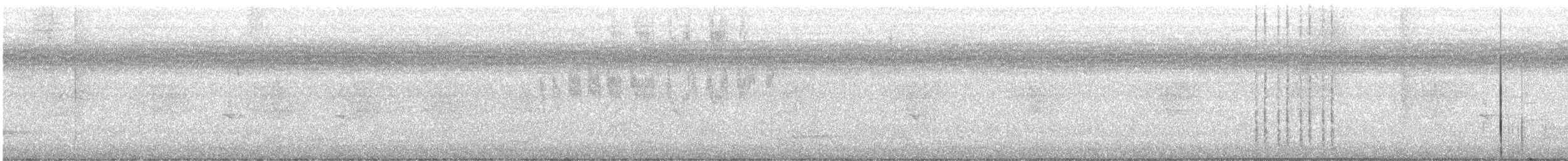 Weißbauch-Staffelschwanz - ML647816748