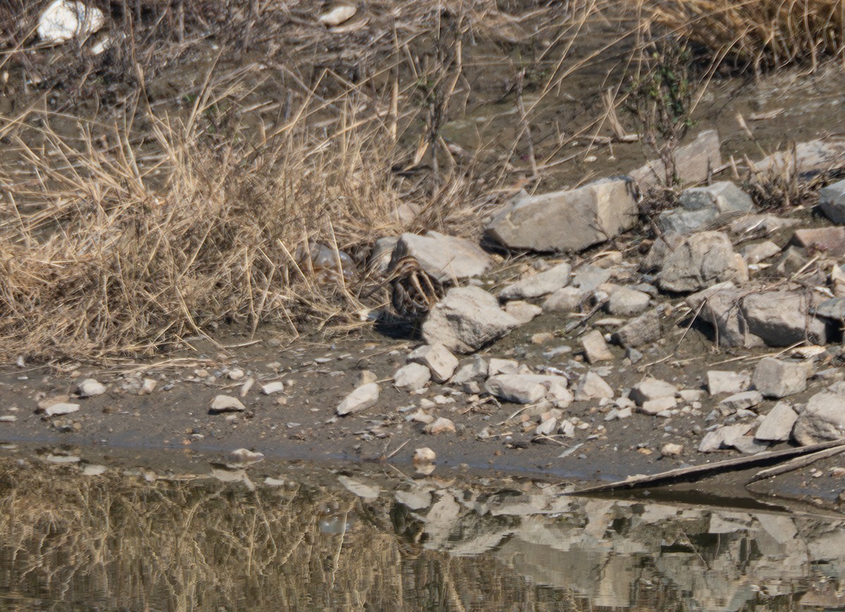 Bekassine - ML647816749