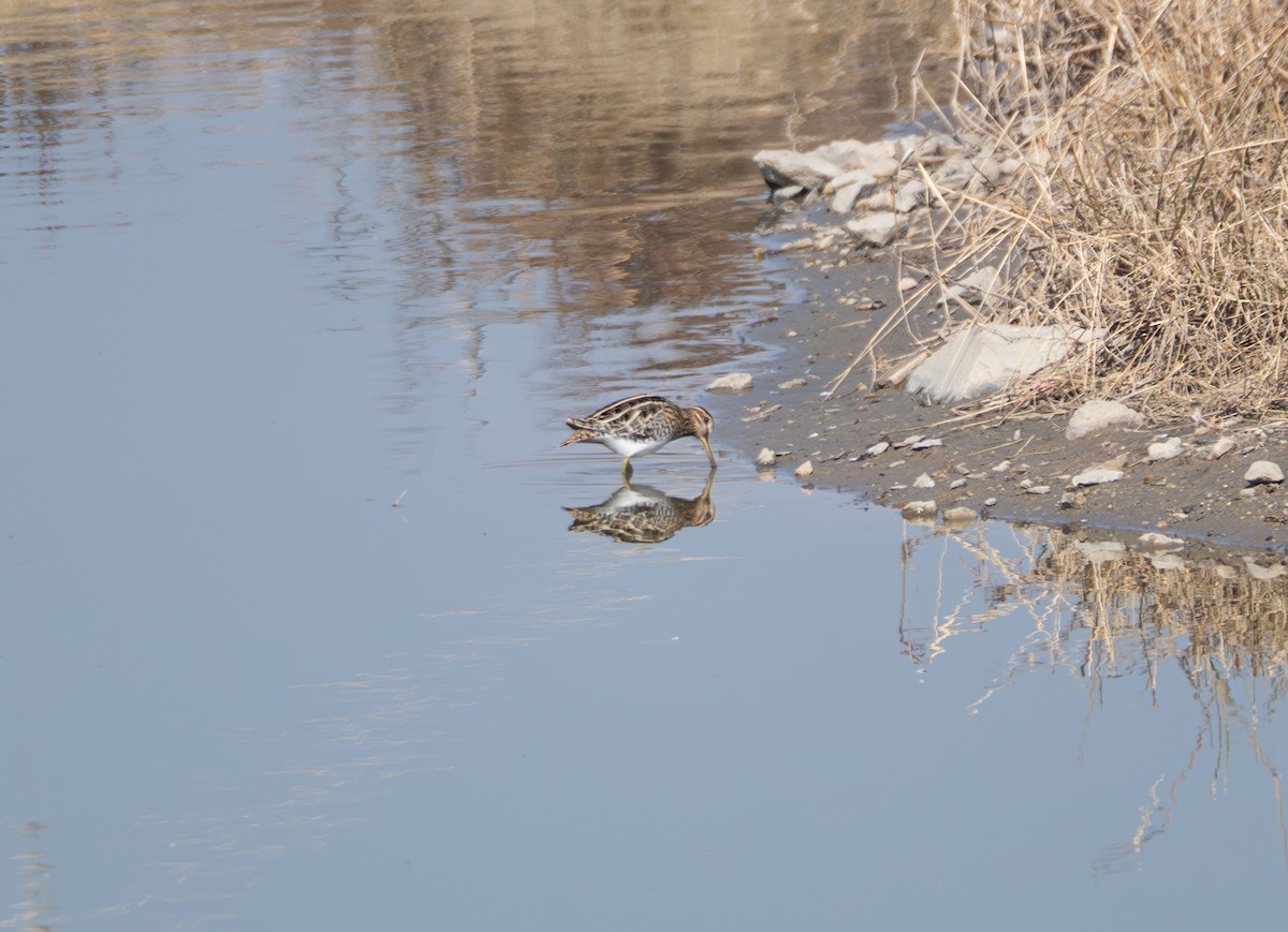 Bekassine - ML647816750