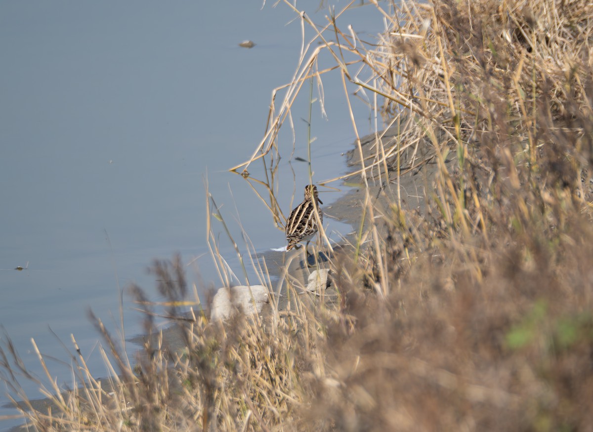 Bekassine - ML647816751