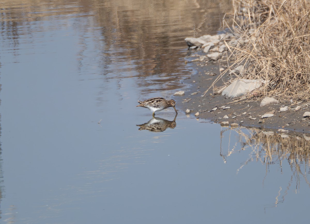 Bekassine - ML647816752