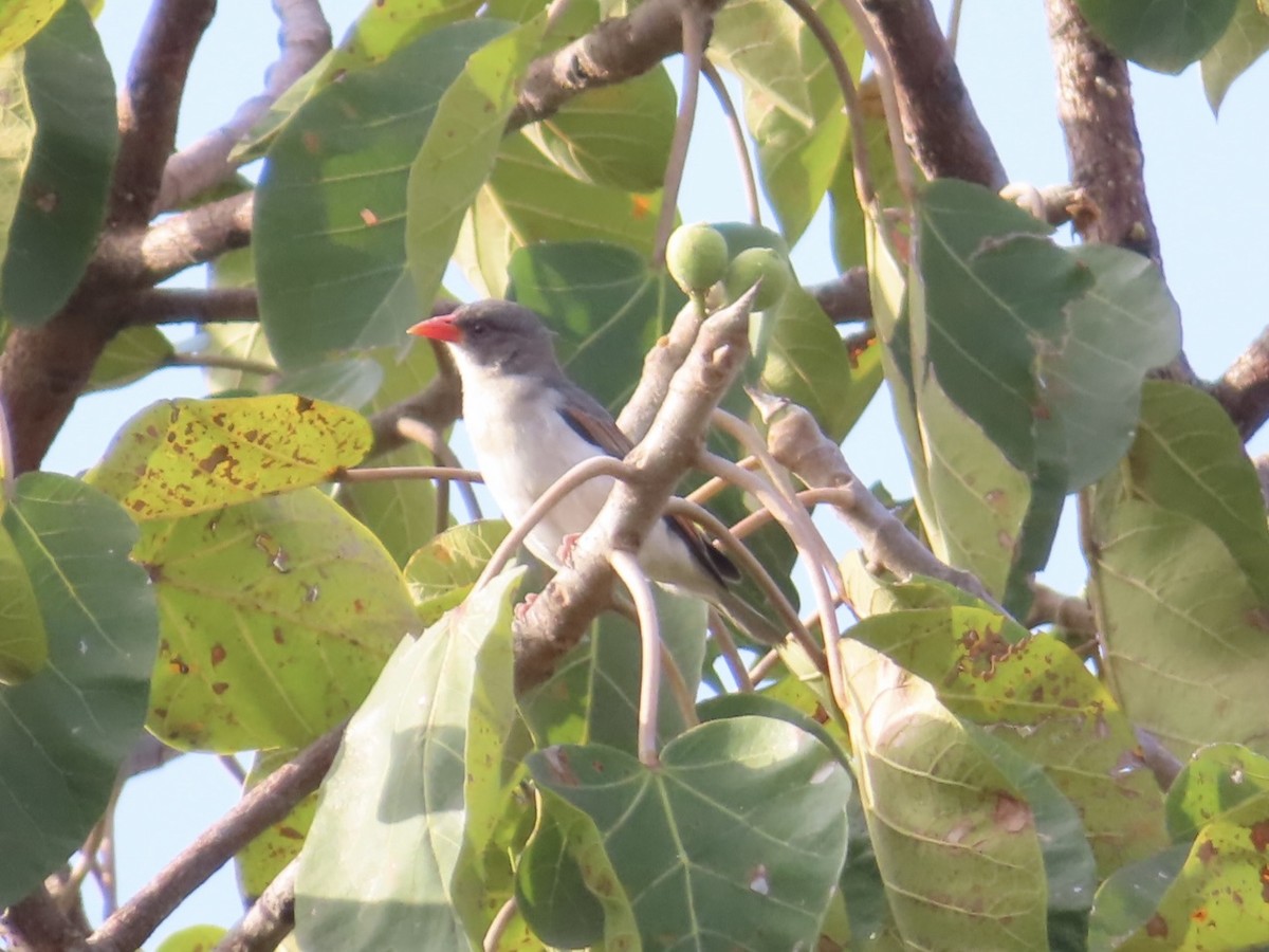 Scharlachweber - ML647816753