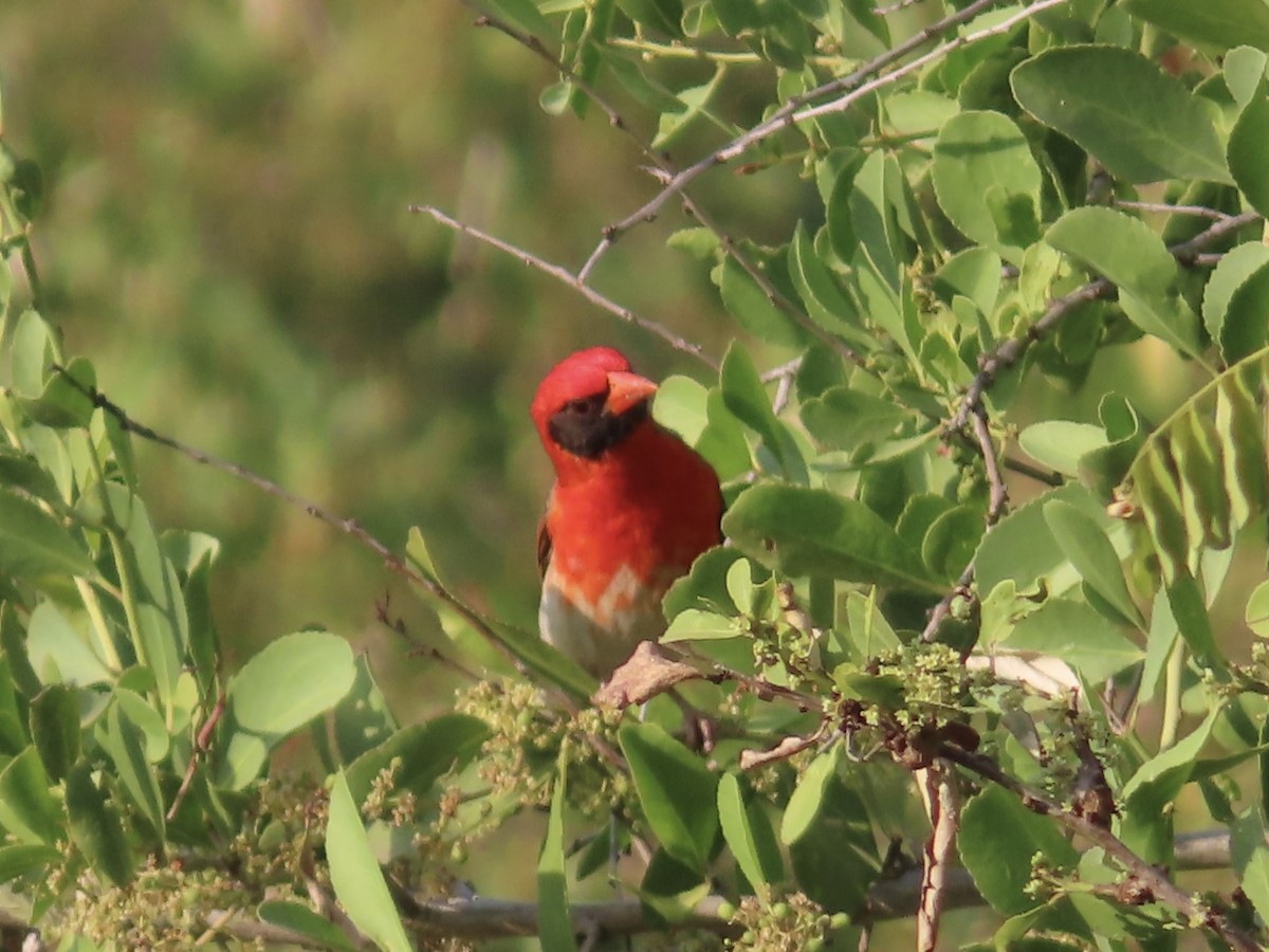 Scharlachweber - ML647816754