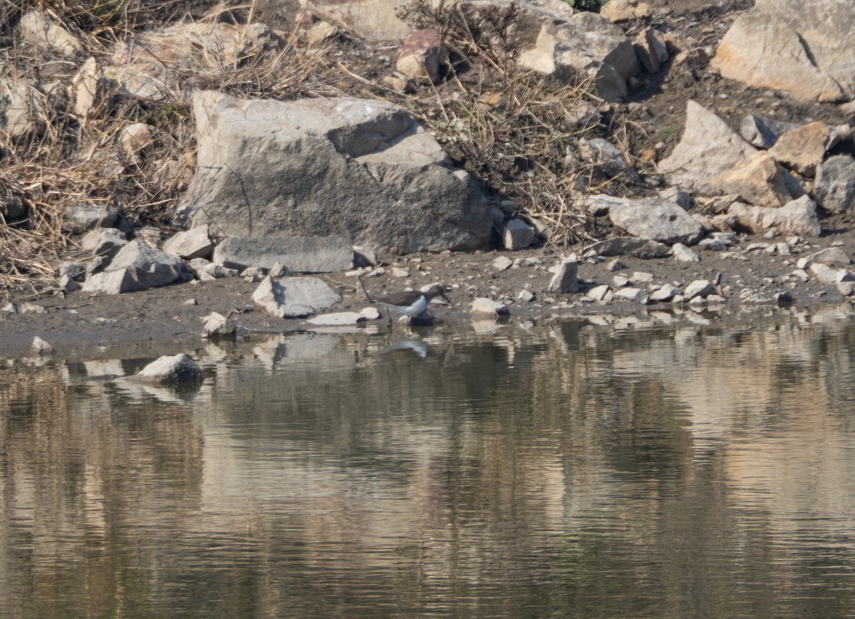 Flussuferläufer - ML647816755