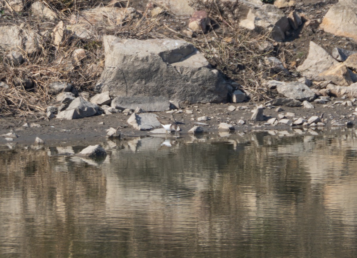 Flussuferläufer - ML647816756