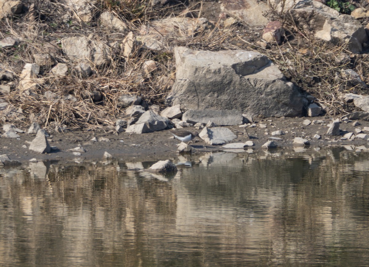 Flussuferläufer - ML647816757